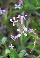 Chorispora tenella thumbnail
