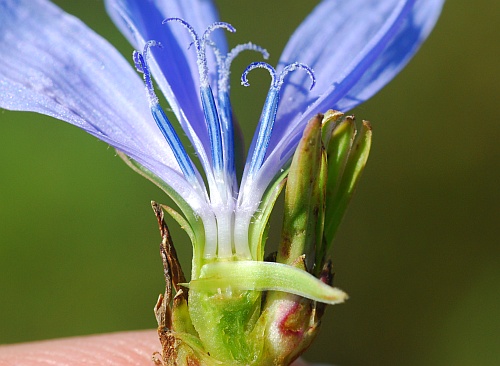 Cichorium_intybus_florets2.jpg