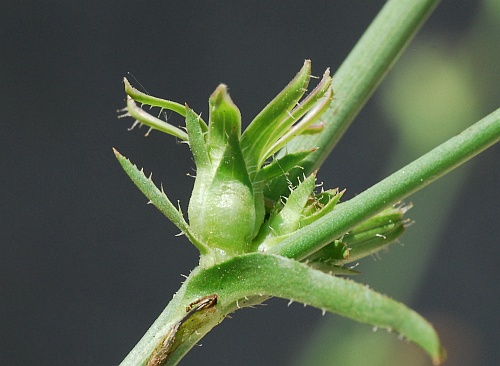 Cichorium_intybus_fruit.jpg