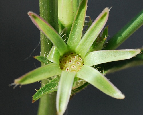 Cichorium_intybus_fruits0.jpg