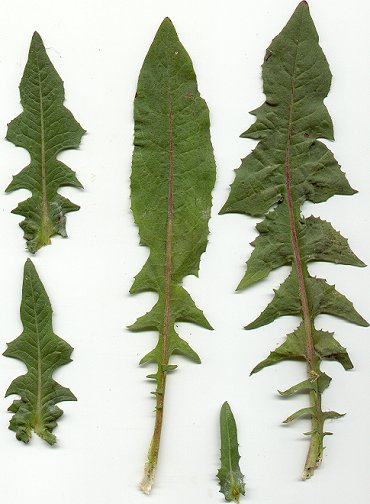 Cichorium_intybus_leaves.jpg