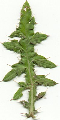 Cirsium_arvense_leaf.jpg