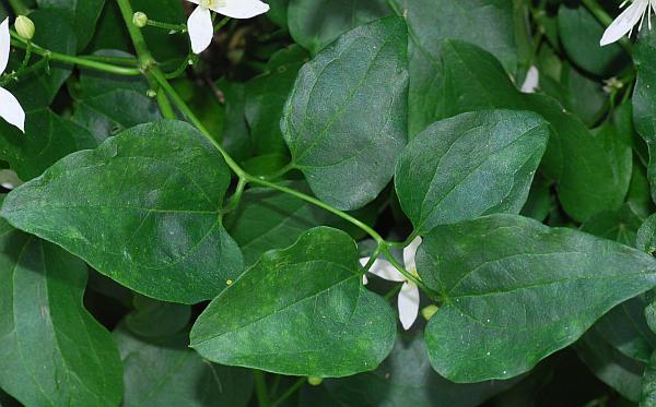 Clematis_terniflora_leaf2.jpg