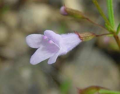 Clinopodium_arkansanum_flower.jpg