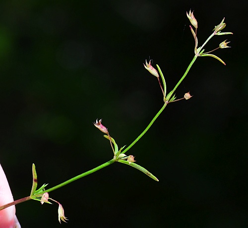 Clinopodium_arkansanum_fruits1.jpg