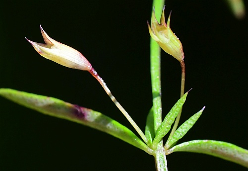 Clinopodium_arkansanum_fruits2.jpg