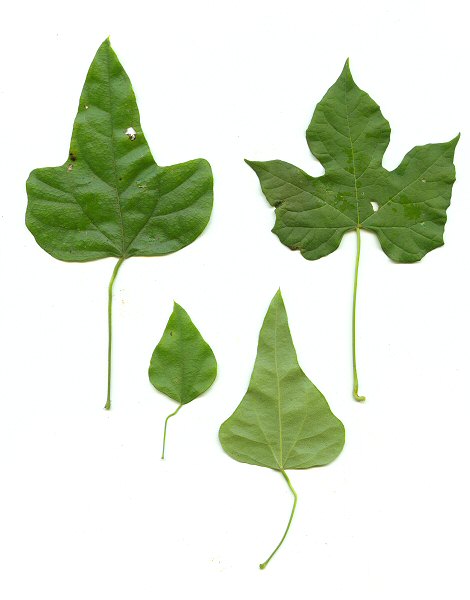 Cocculus_carolinus_leaves.jpg