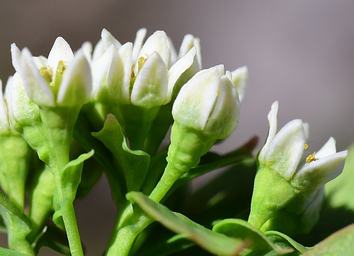 Comandra_umbellata_flowers2.jpg