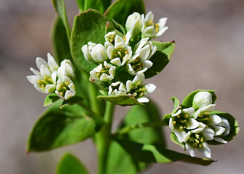 Comandra_umbellata_inflorescence2.jpg