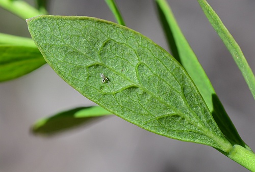 Comandra_umbellata_leaf2.jpg