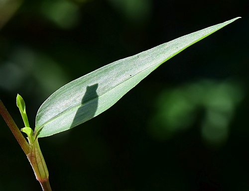 Commelina_diffusa_leaf1.jpg