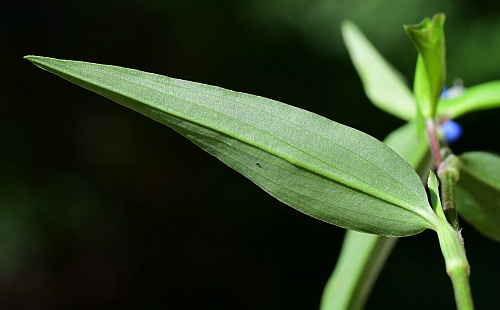 Commelina_diffusa_leaf2.jpg