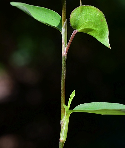 Commelina_diffusa_stem.jpg