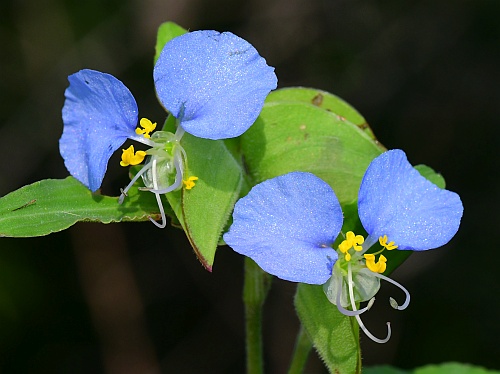 Commelina_erecta_flowers.jpg