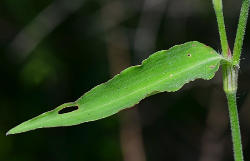 Commelina_erecta_leaf1.jpg