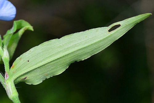 Commelina_erecta_leaf2.jpg