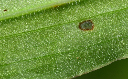 Commelina_erecta_leaf2a.jpg