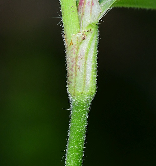 Commelina_erecta_stem.jpg