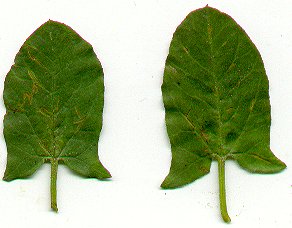 Convolvulus_arvensis_leaves.jpg