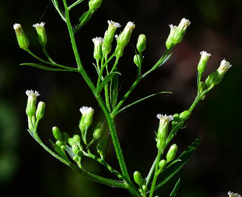 Conyza_canadensis_inflorescence2.jpg