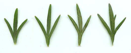 Coreopsis_palmata_leaves.jpg