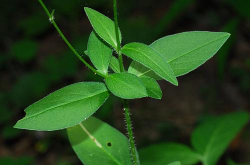 Coreopsis_pubescens_leaves1.jpg
