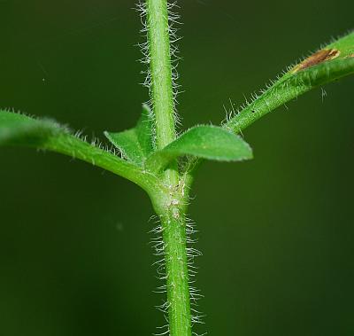 Coreopsis_pubescens_stem2.jpg