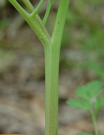Corydalis_aurea_ssp_occidentalis_stem.jpg