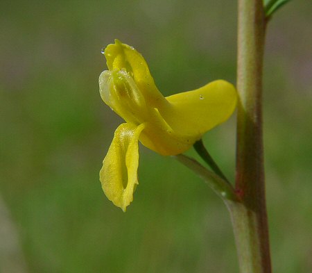 Corydalis_micrantha_ssp_australis_flower2.jpg