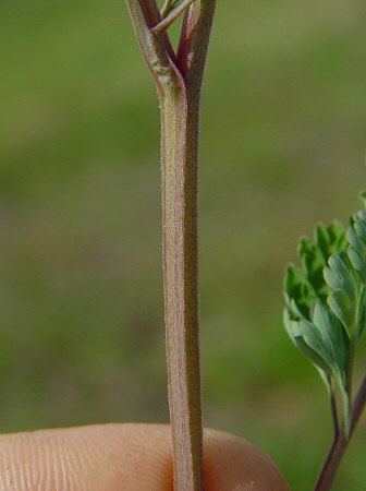 Corydalis_micrantha_ssp_australis_stem.jpg