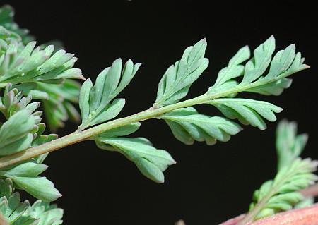Corydalis_micrantha_ssp_micrantha_leaf2.jpg