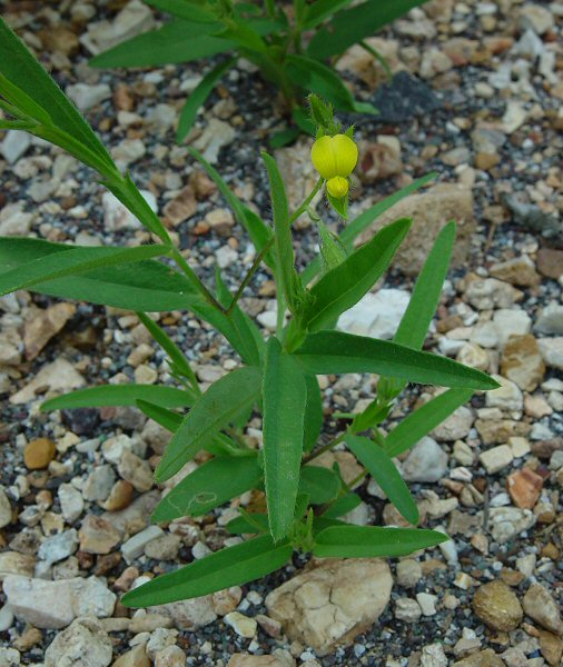 Crotalaria_sagittalis_plant.jpg