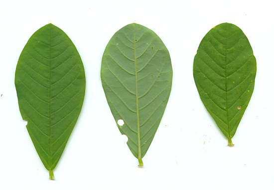 Crotalaria_spectabilis_leaves.jpg