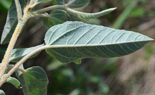 Croton_capitatus_leaf2.jpg