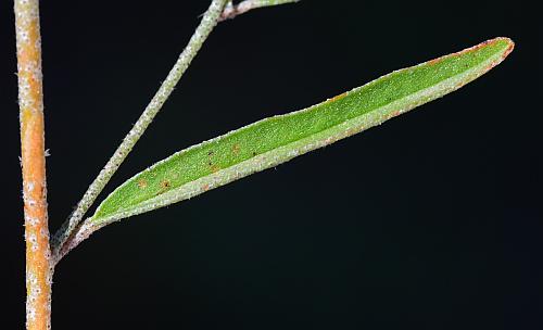 Croton_michauxii_leaf1.jpg