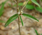Croton willdenowii thumbnail