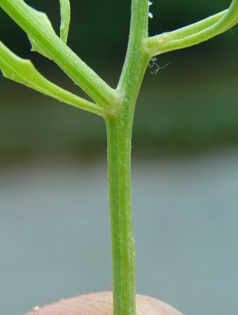 Cycloloma_atriplicifolium_stem.jpg