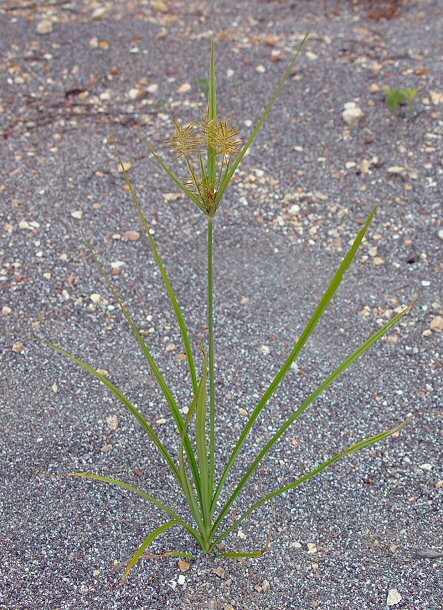 Cyperus_esculentus_plant.jpg