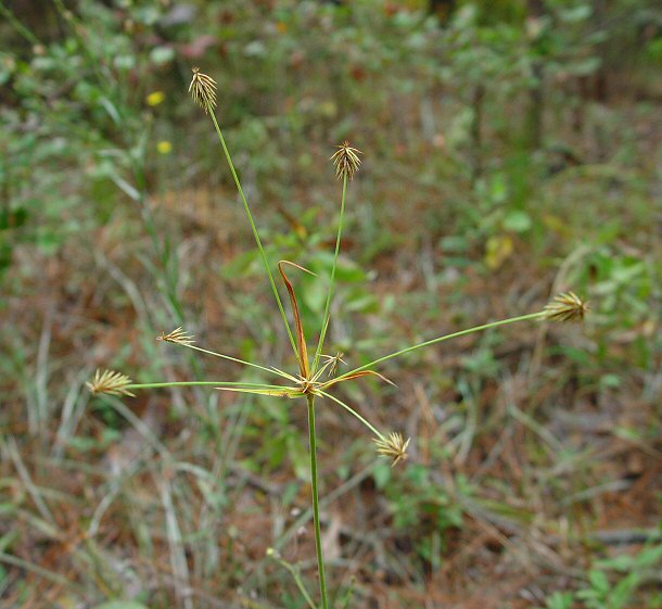 Cyperus_retrofractus_plant.jpg