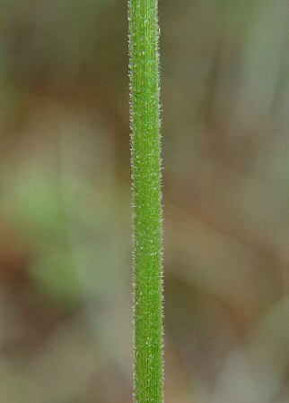Cyperus_retrofractus_stem.jpg