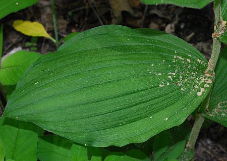 Cypripedium_parviflorum_leaf1.jpg