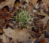 Danthonia spicata thumbnail