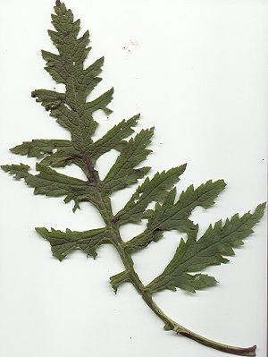 Dasistoma_macrophyllum_basal_leaf.jpg