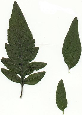 Dasistoma_macrophyllum_upper_leaves.jpg