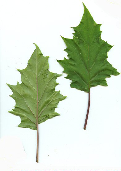 Datura_stramonium_leaves.jpg