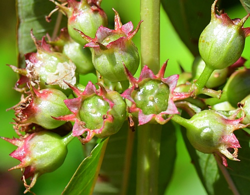 Decodon_verticillatus_fruits0.jpg