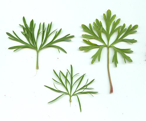 Delphinium_carolinianum_leaves.jpg