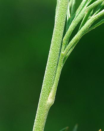 Delphinium_carolinianum_ssp_carolinianum_stem.jpg