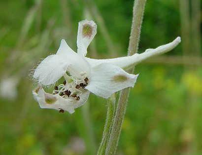 Delphinium_carolinianum_ssp_virescens_flower.jpg