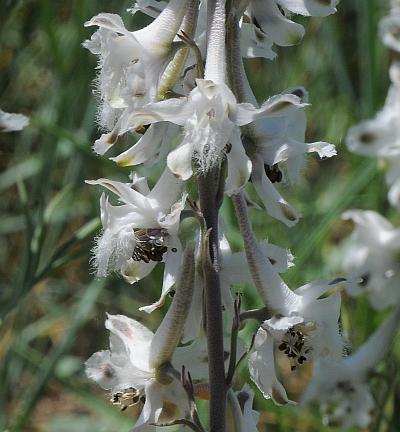 Delphinium_carolinianum_ssp_virescens_flowers2.jpg